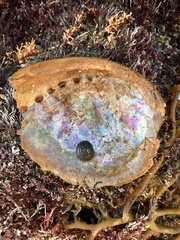 Haliotis rufescens