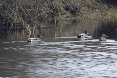 Anas platyrhynchos × acuta