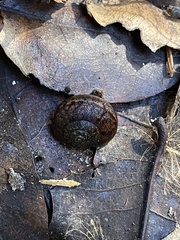 Helminthoglypta arrosa