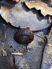 Helminthoglypta arrosa