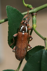 Strongylurus thoracicus