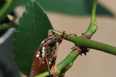 Strongylurus thoracicus