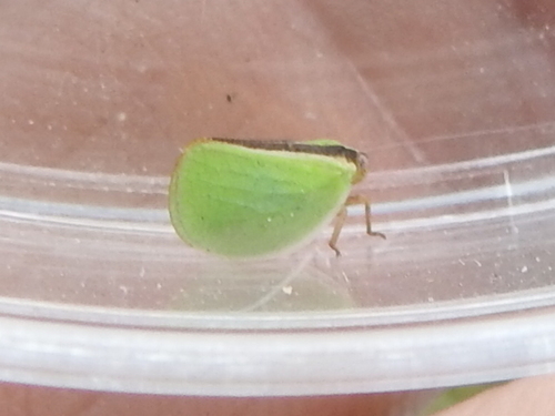 Acanalonia fasciata photo 4