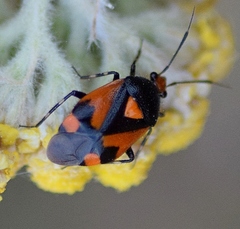 Deraeocoris schach