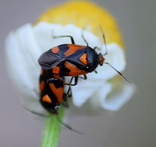 Deraeocoris schach