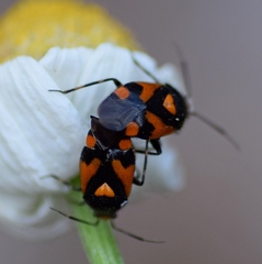Deraeocoris schach
