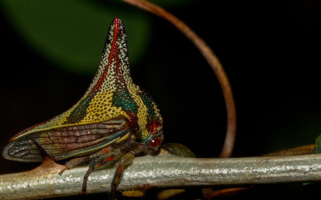 Umbonia gladius