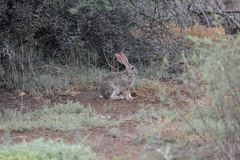 Lepus capensis