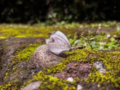 Leptosia