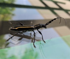 Platyarthron rectilineum