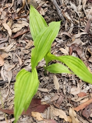 Eulophia cernua
