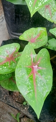 Caladium bicolor
