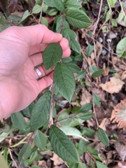Cotoneaster dielsianus