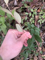 Cotoneaster dielsianus