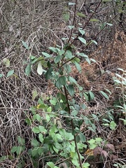 Cotoneaster dielsianus