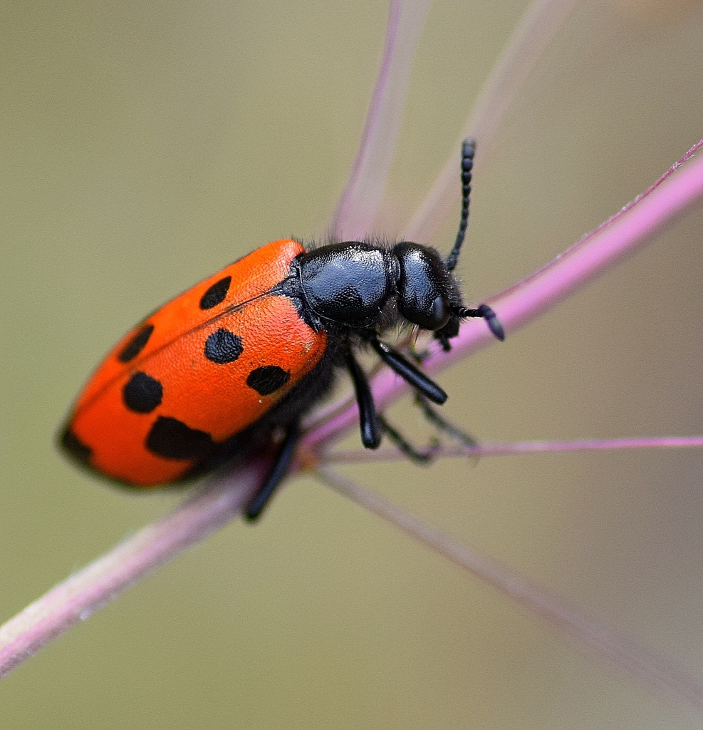 Four-spotted blister beetle