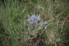 Cynoglossum magellense