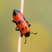 Northern Blisterbeetles - Photo (c) Kostas Zontanos, some rights reserved (CC BY-NC), uploaded by Kostas Zontanos