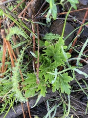 Sanicula arctopoides