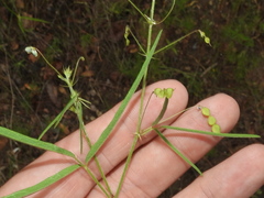 Desmodium rosei