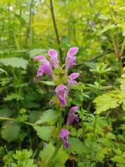 Lamium garganicum