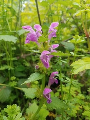 Lamium garganicum