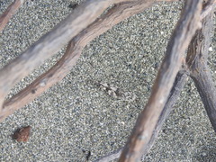 Sphingonotus haitensis