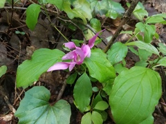 Cyclamen