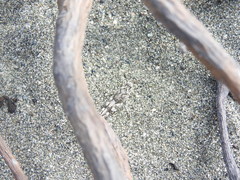 Sphingonotus haitensis