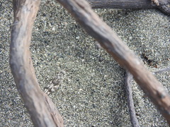 Sphingonotus haitensis