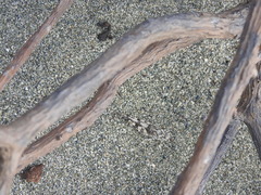 Sphingonotus haitensis