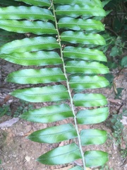 Nephrolepis biserrata