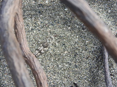 Sphingonotus haitensis