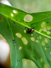 Psylliodes brettinghami