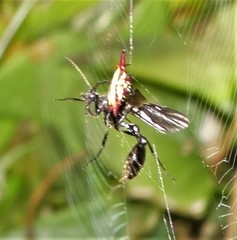 Gasteracantha milvoides