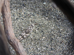 Sphingonotus haitensis