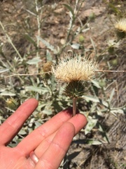 Cirsium cymosum