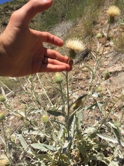 Cirsium cymosum