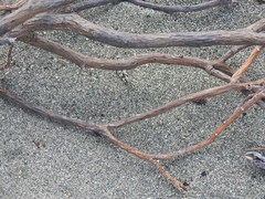 Sphingonotus haitensis