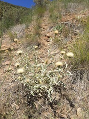 Cirsium cymosum
