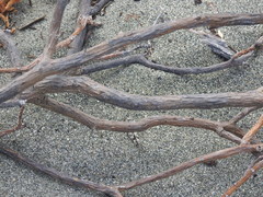 Sphingonotus haitensis