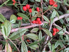 Cotoneaster salicifolius