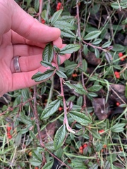 Cotoneaster salicifolius