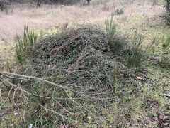 Cotoneaster salicifolius