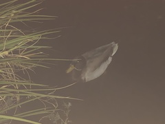 Anas platyrhynchos