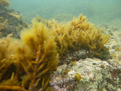 Splachnidium rugosum