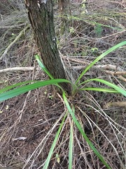 Dianella nigra