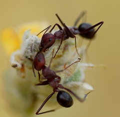 Cataglyphis nodus