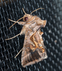 Chrysodeixis subsidens