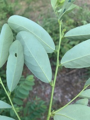 Bridelia cathartica
